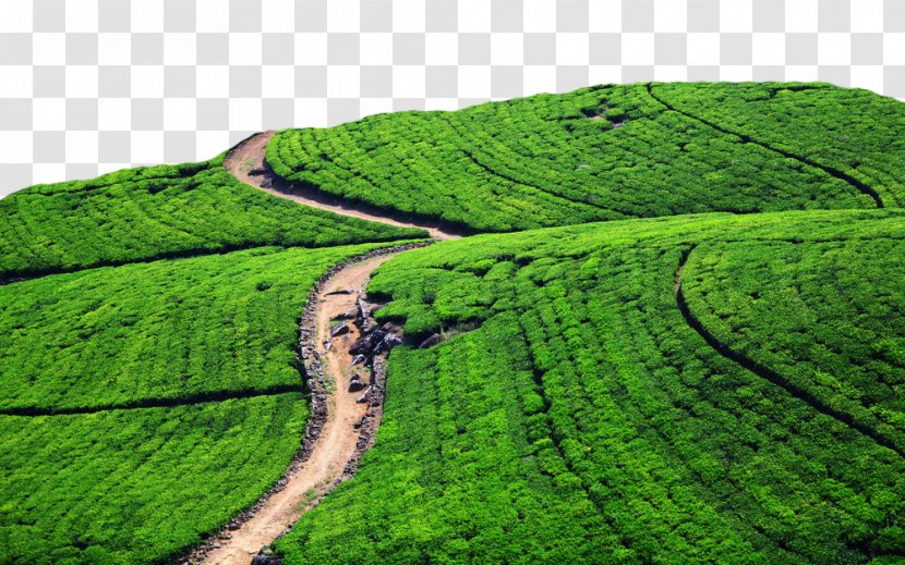 Green Tea Production In Sri Lanka Cha Pu Garden - Field - Large Area Of ​​tea Fields Transparent PNG