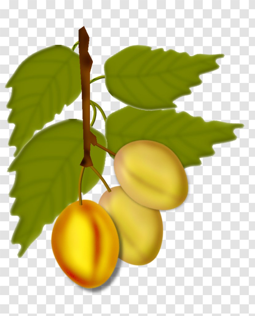 Apricot Natural Foods Fruit Transparent PNG