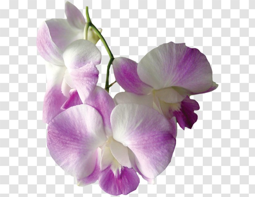 Orchids Flower Clip Art - Magenta Transparent PNG
