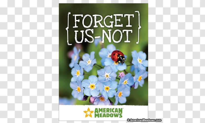 Wildflower Seed Business Cards Wood Forget-me-not - Flora - Flower Transparent PNG