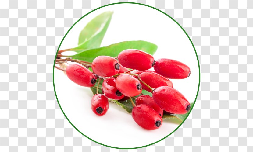 Cranberry Flavor Food Herb Crataegus Laevigata - Dietary Supplement - Fruit Transparent PNG
