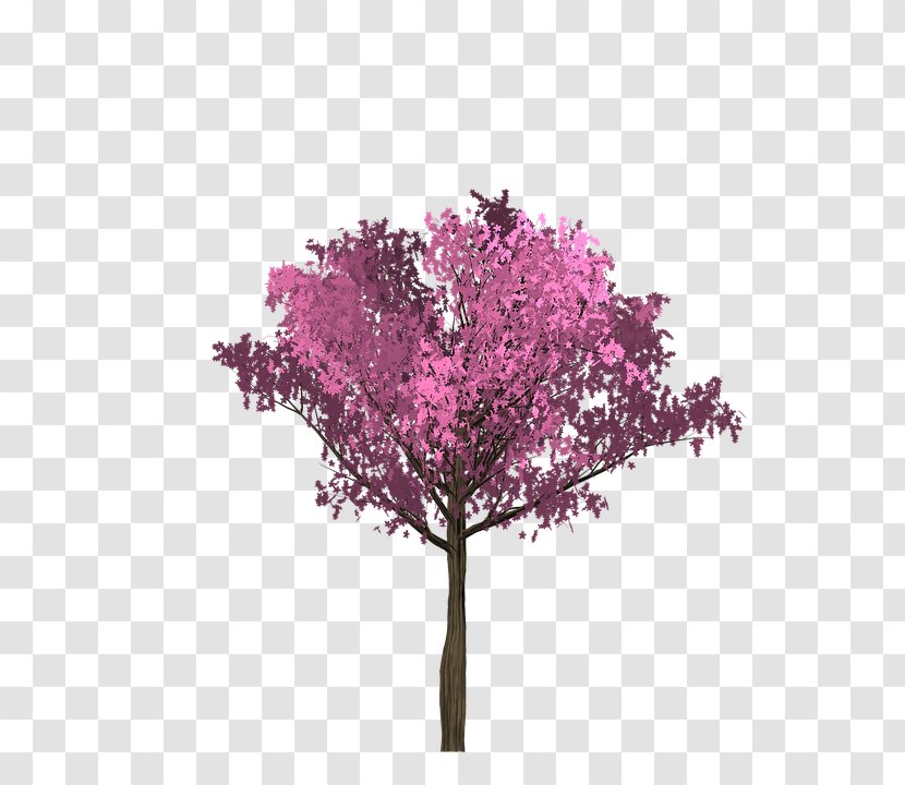Pink Twig Cherry Blossom Tree - Branch Transparent PNG