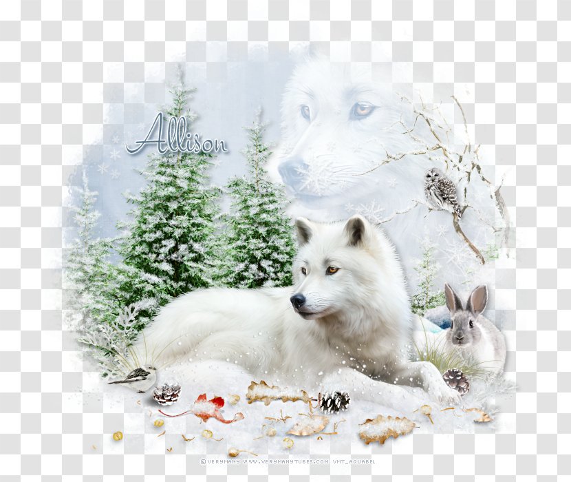 Canadian Eskimo Dog Greenland American Canidae Arctic Fox - Great White Wolf Transparent PNG
