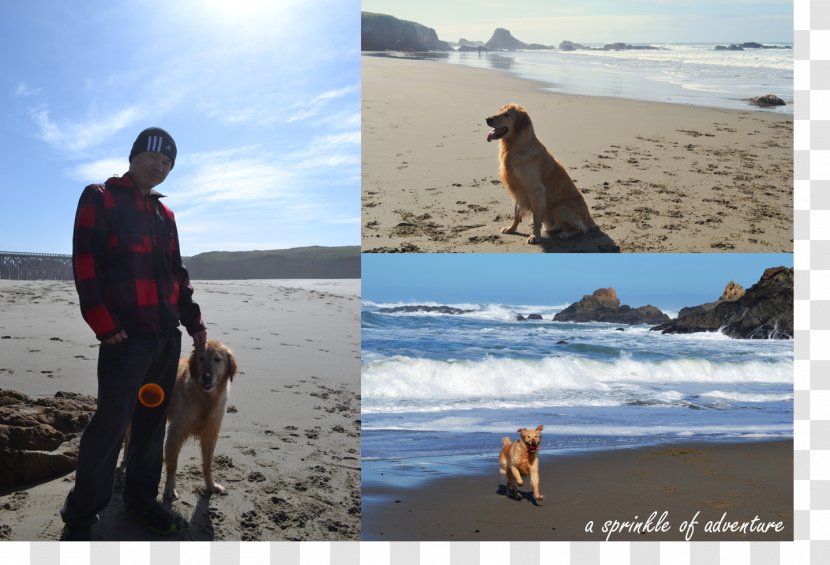 Beach Dog Travel Picnic Walking - Sand Transparent PNG