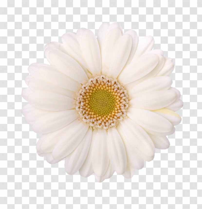 Chrysanthemum Child Care Oxeye Daisy Transvaal Pre-kindergarten - Margarita Transparent PNG