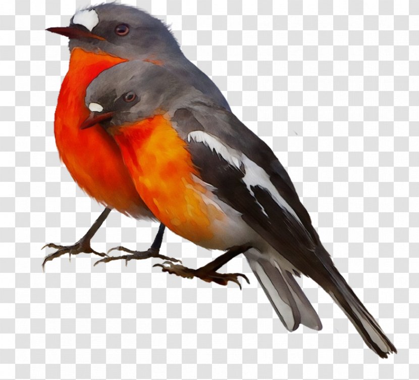 Robin Bird - Swans - Perching Songbird Transparent PNG