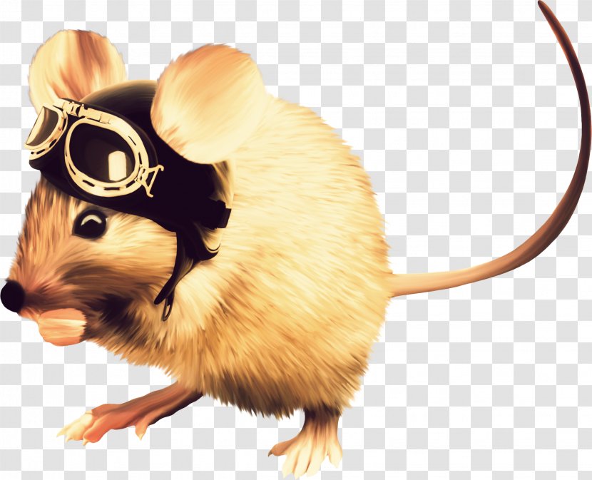 Computer Mouse Rodent Murids - Muridae Transparent PNG