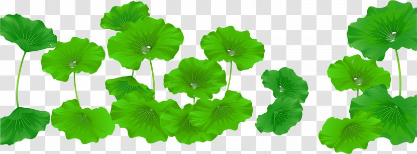 Nelumbo Nucifera Leaf Aquatic Plants - Plant - Lotus Transparent PNG