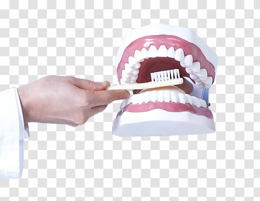 Tooth Dentistry Health Care - Dentures - Hand Model Transparent PNG