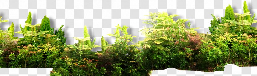 Shrub Euclidean Vector Forest - Flowerpot - Dwarf Decorative Pattern Transparent PNG