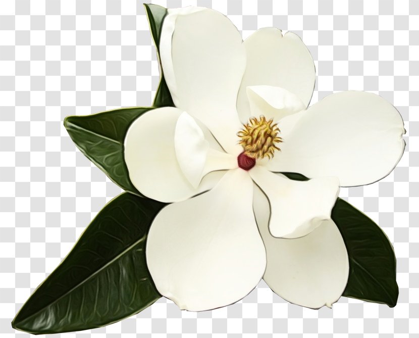 White Flower Petal Plant Magnolia - Paint - Blossom Anthurium Transparent PNG