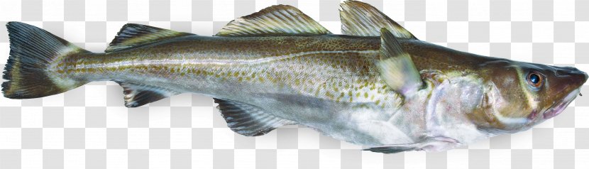 Atlantic Cod Fish Gadidae Pollack - Food - Seafood Transparent PNG