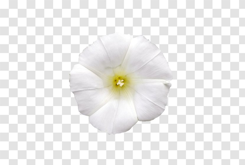 Tropical White Morning-glory Morning Glory Solanales Mallows Flower - Milk Transparent PNG