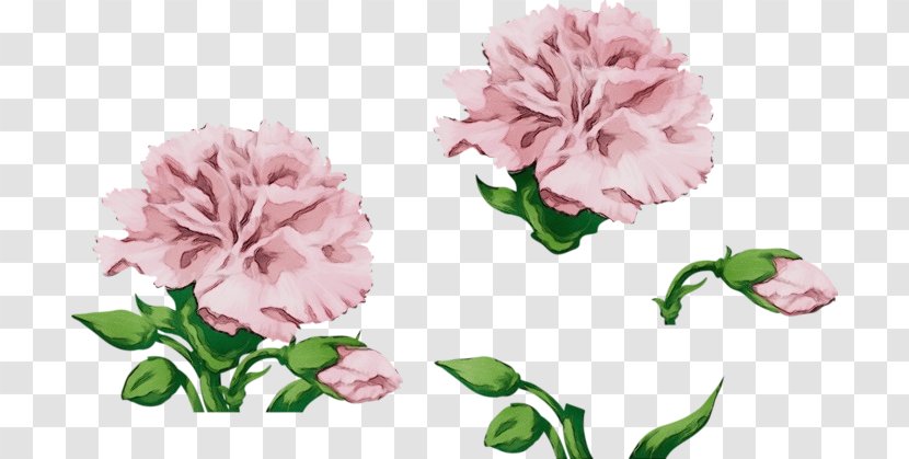 Watercolor Pink Flowers - Petal - Geranium Dianthus Transparent PNG