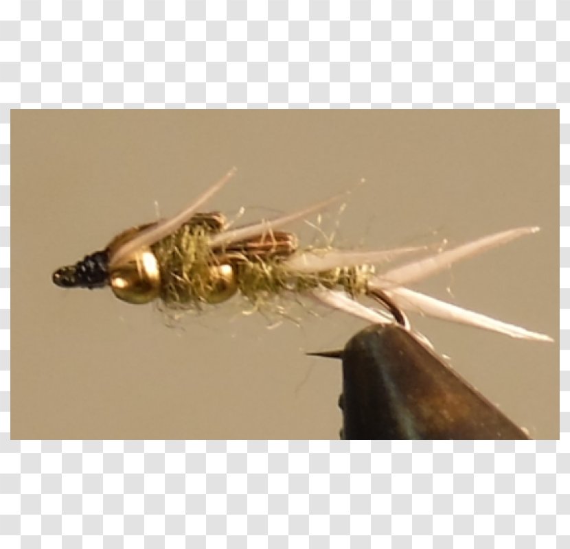 Insect Artificial Fly - Pest Transparent PNG