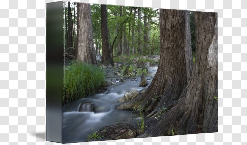 Water Resources Woodland Biome Nature Reserve Forest - Hill River Transparent PNG