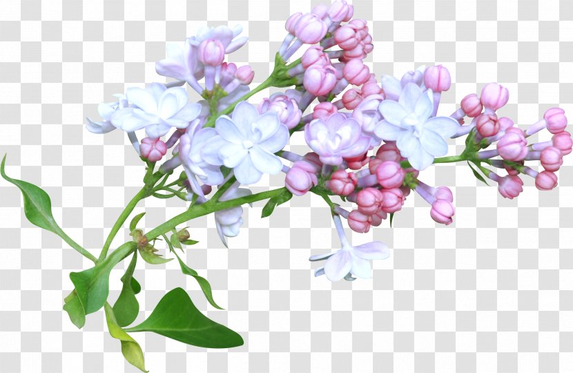 Flower Floral Design Watercolor Painting - Bouquet Transparent PNG