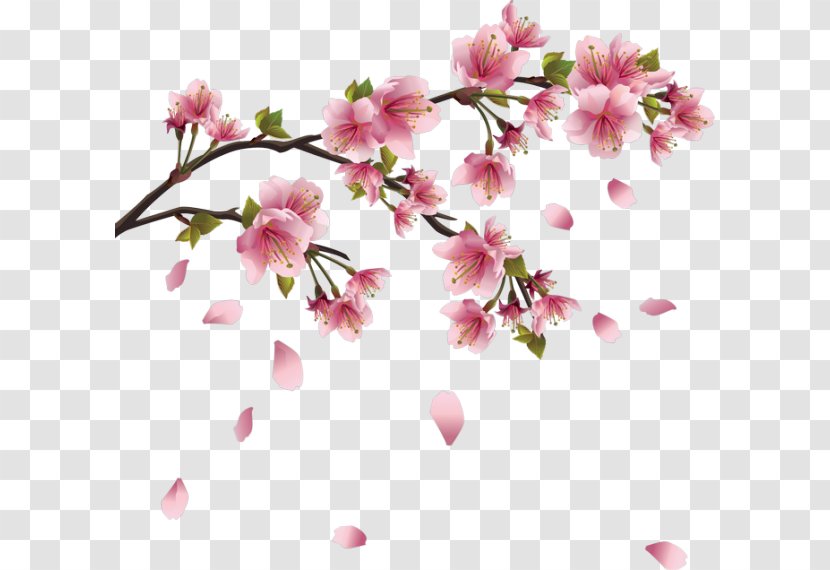 Cherry Blossom Clip Art - Pink - Falling Petals Transparent PNG