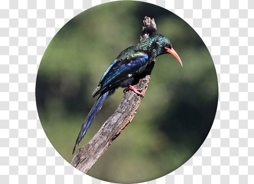 Flora Krantzkloof Nature Reserve Fauna Bird Martial Eagle - Black Mangrove Transparent PNG