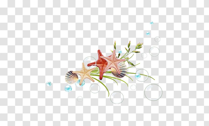 Starfish Designer - Organism - Creative Transparent PNG