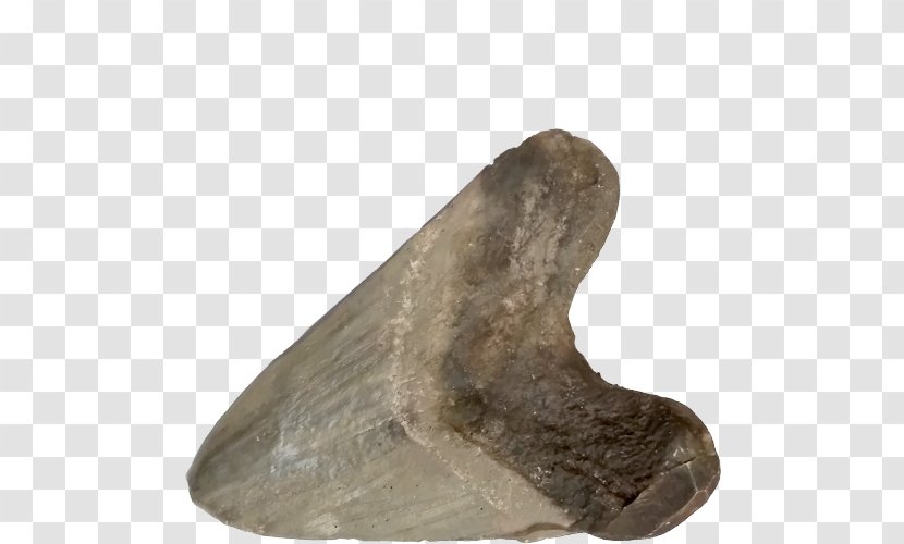 Creation Adventures Museum Depoe Bay Science Partners Akron Fossils & Center - Southwest Florida - Shark Tooth Transparent PNG