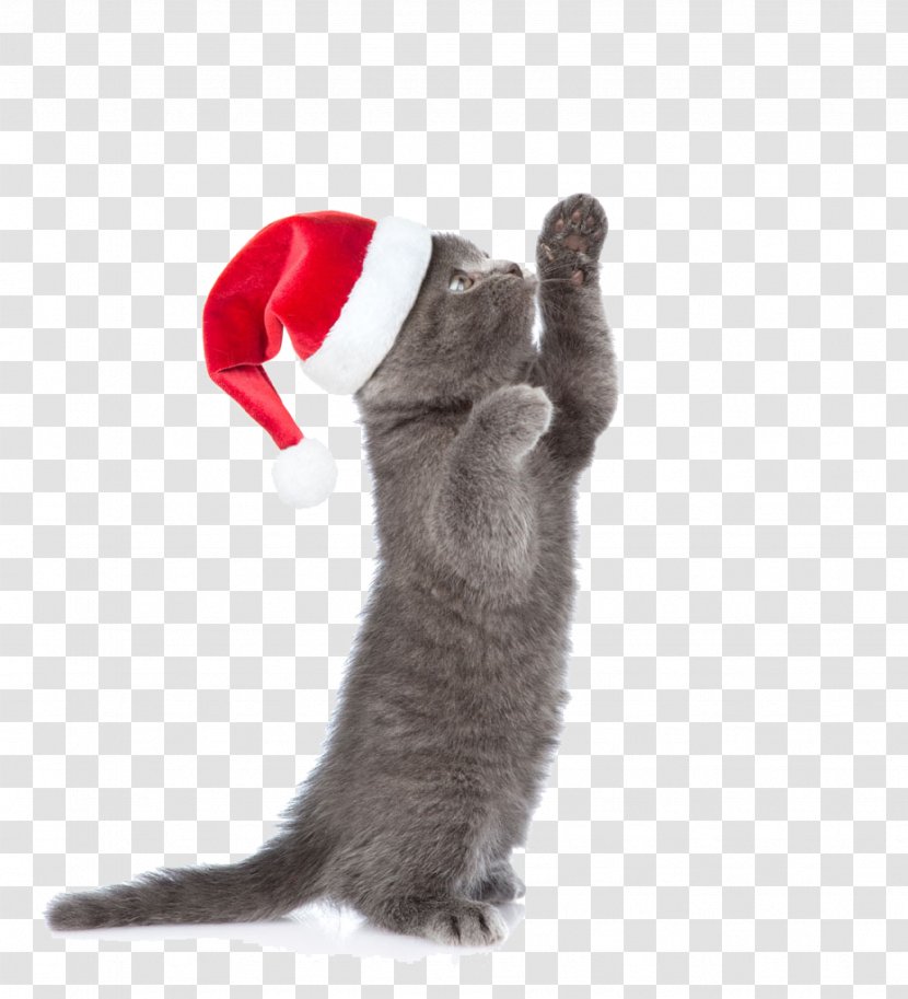 Cat Kitten Christmas Animal - Pet - Cute Playing Transparent PNG