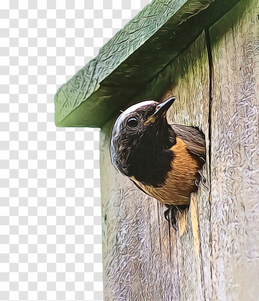 Wrens Old World Flycatchers Beak Nest Box Transparent PNG