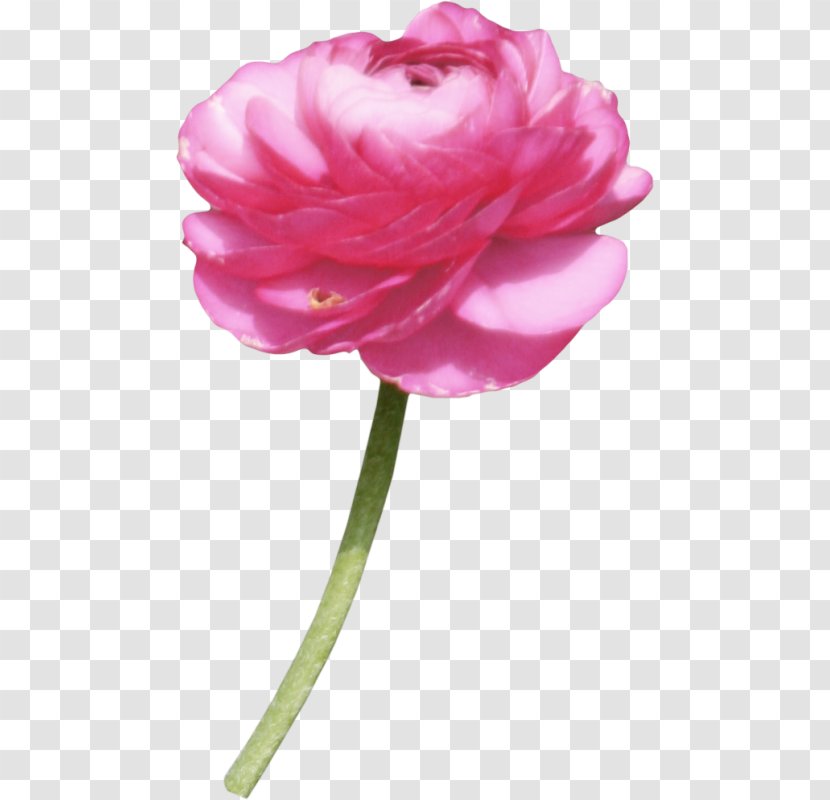 Garden Roses Albom Centifolia Clip Art - Flower - Plant Stem Transparent PNG