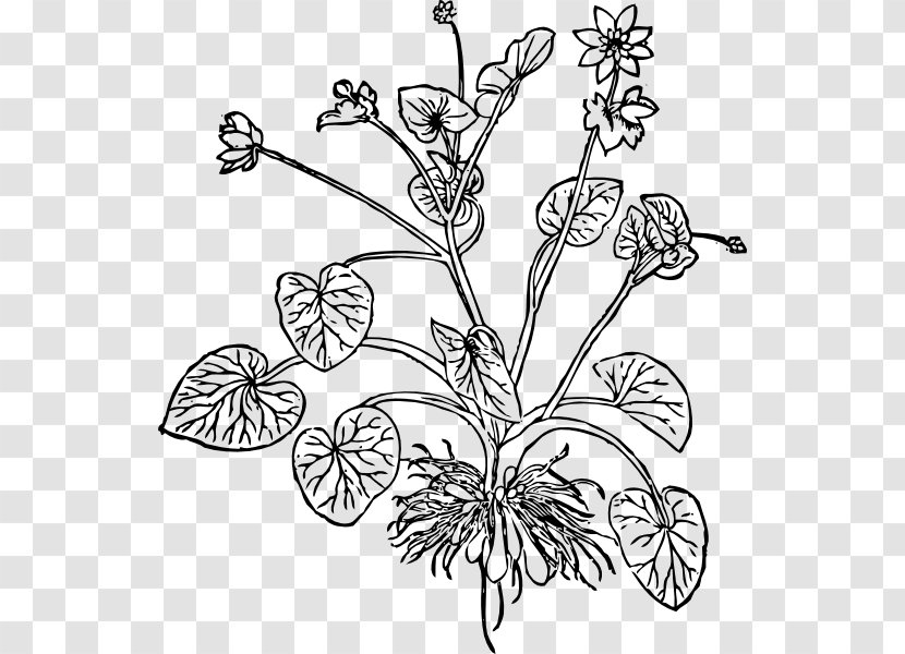 Ficaria Verna The Essentials Of Illustration Flower Plant - Invertebrate Transparent PNG