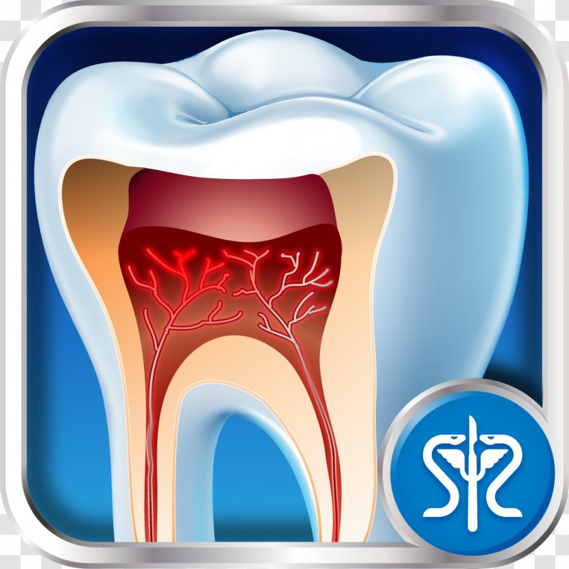 Tooth Dentistry Medicine Surgery - Heart - Tooth-cleaning Transparent PNG