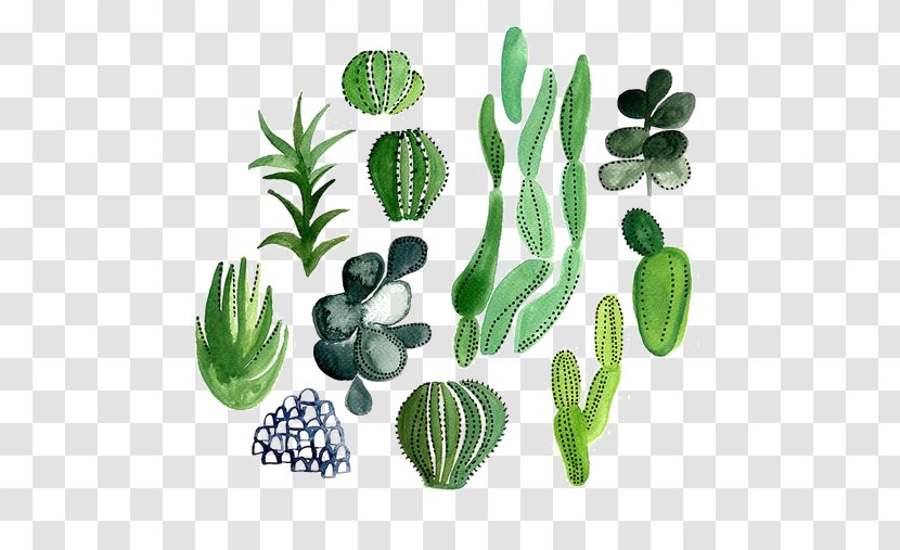 Cactaceae Watercolor Painting Illustration - Succulent Plant - Hand-painted Cactus Transparent PNG