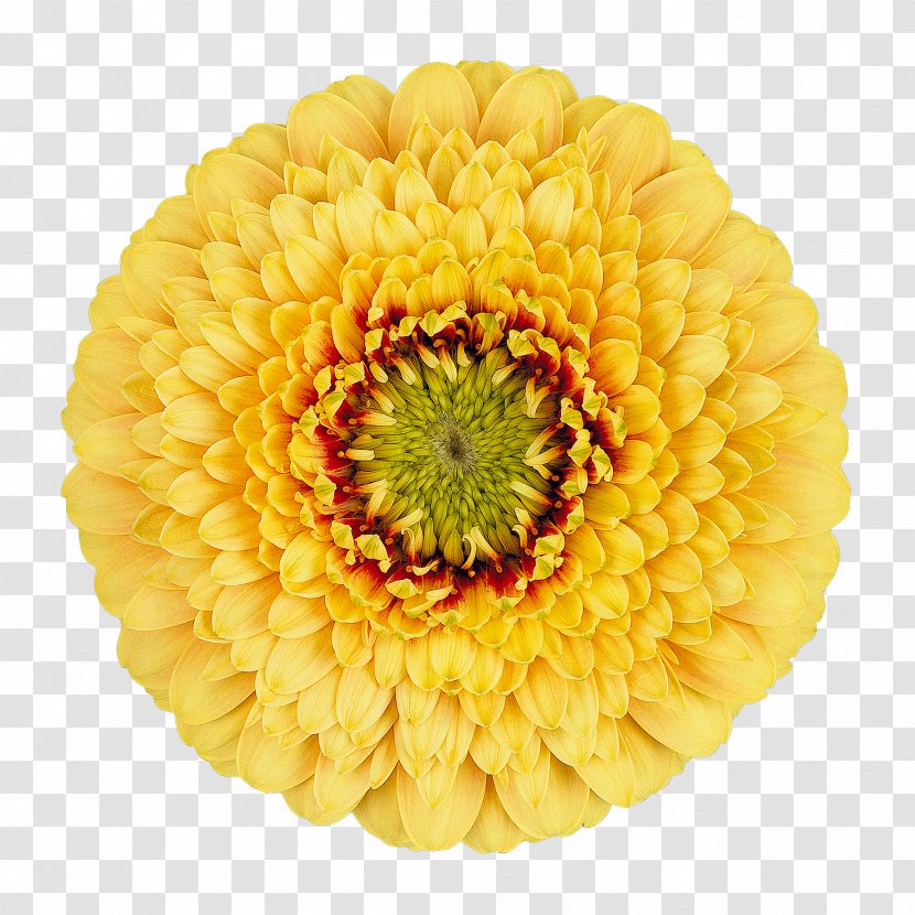 Transvaal Daisy Cut Flowers Chrysanthemum Wholesale - Family - Gerbera Transparent PNG