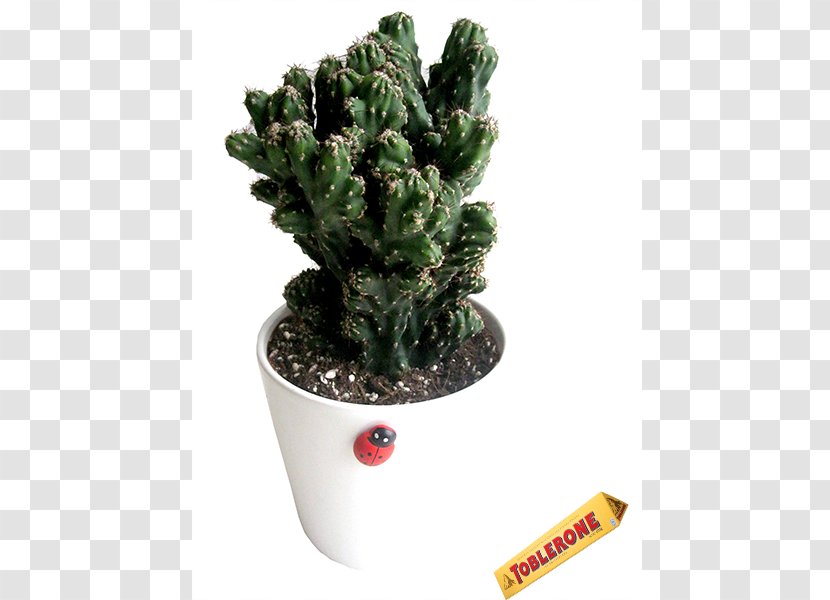 Cactus Flowerpot Ceramic Houseplant - Wicker Transparent PNG