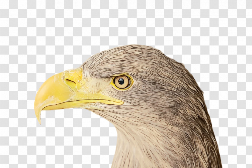 Bald Eagle Beak Eagle Hair Loss Transparent PNG