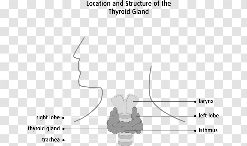 Thyroid Cancer Disease Isthmus - Flower - Gland Transparent PNG