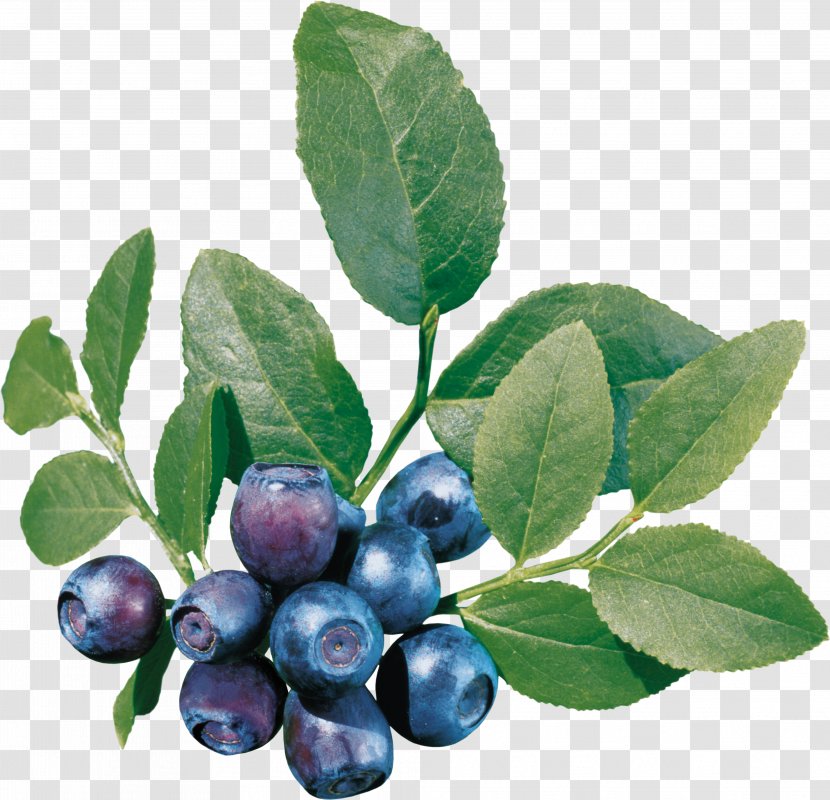 European Blueberry Embroidery Varenye - Product - Blueberries Transparent PNG