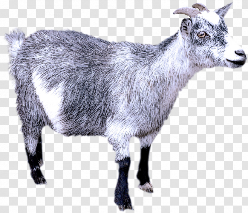 Alpine Goat Jamnapari Saanen Goat Toggenburg Goat Feral Goat Transparent PNG