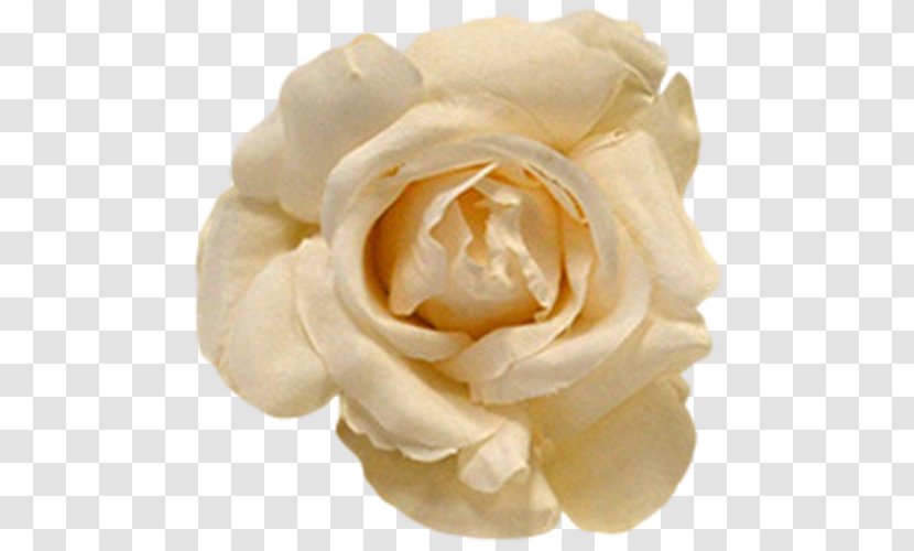 Petal Flower Garden Roses Centifolia Dress - Burgundy Flowers Transparent PNG