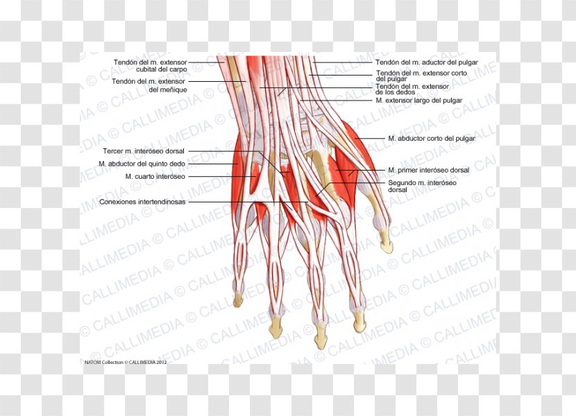 Thumb Extensor Digitorum Muscle Hand Tendon - Flower Transparent PNG