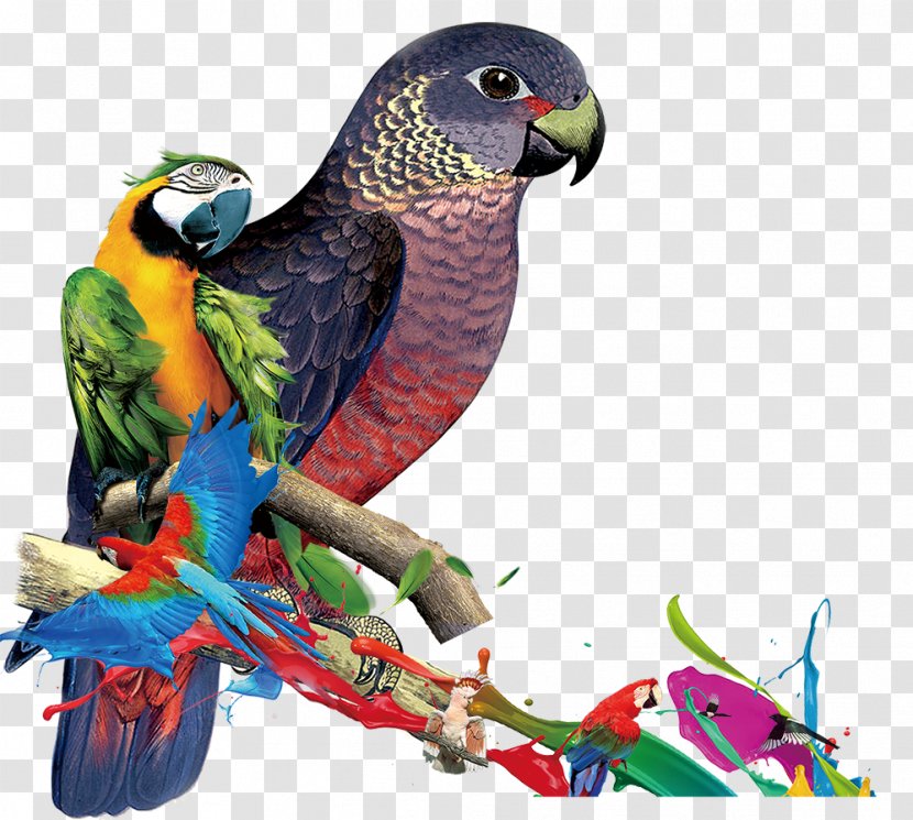 Parrot Macaw Lories And Lorikeets Parakeet Crested Myna - Black Transparent PNG