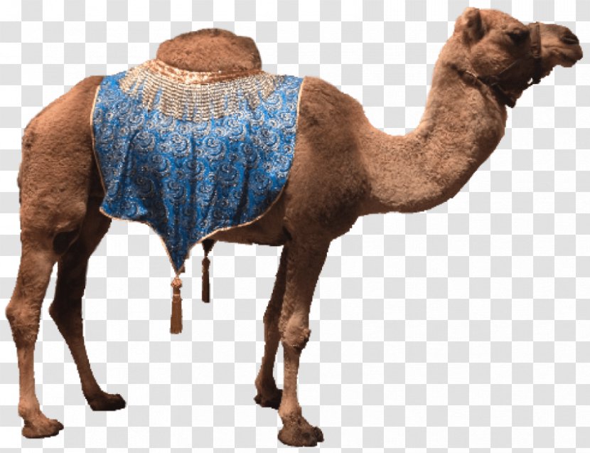 Dromedary Clip Art Bactrian Camel Image - Islamic Background Transparent PNG