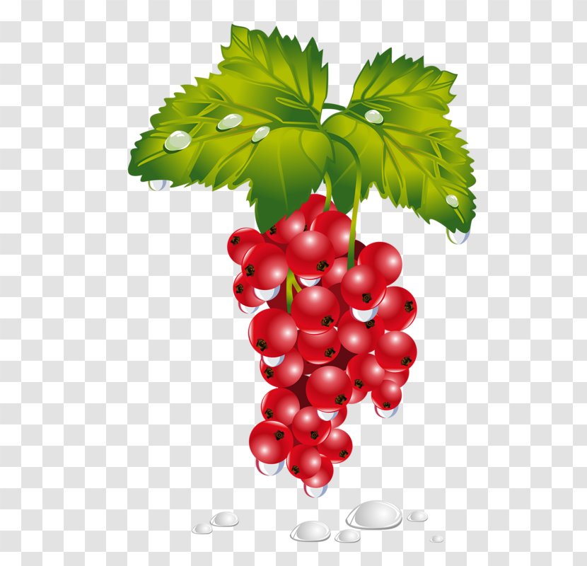 Redcurrant Berries Clip Art Fruit Image - Raisins Sign Transparent PNG