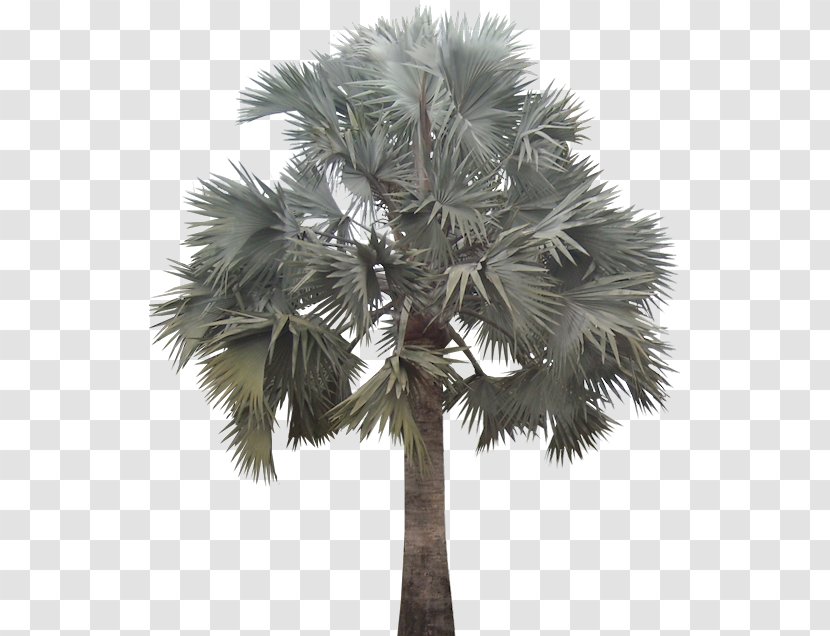 Arecaceae Bismarckia Plant Tree Date Palm - Asian Palmyra Transparent PNG