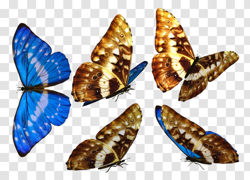 Brush-footed Butterflies Moth Butterfly - Organism Transparent PNG