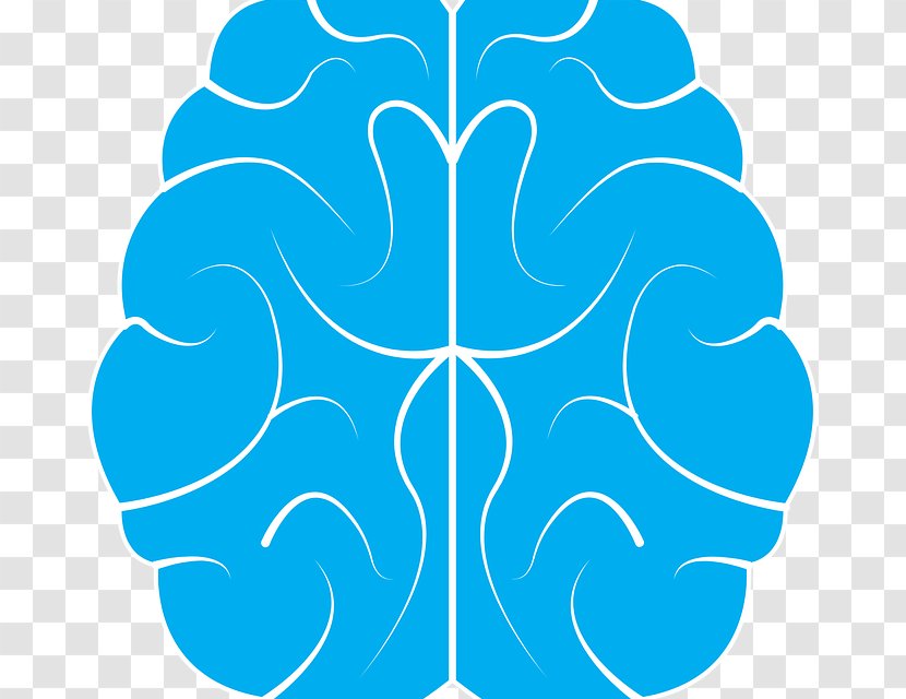 Human Brain - Head Transparent PNG