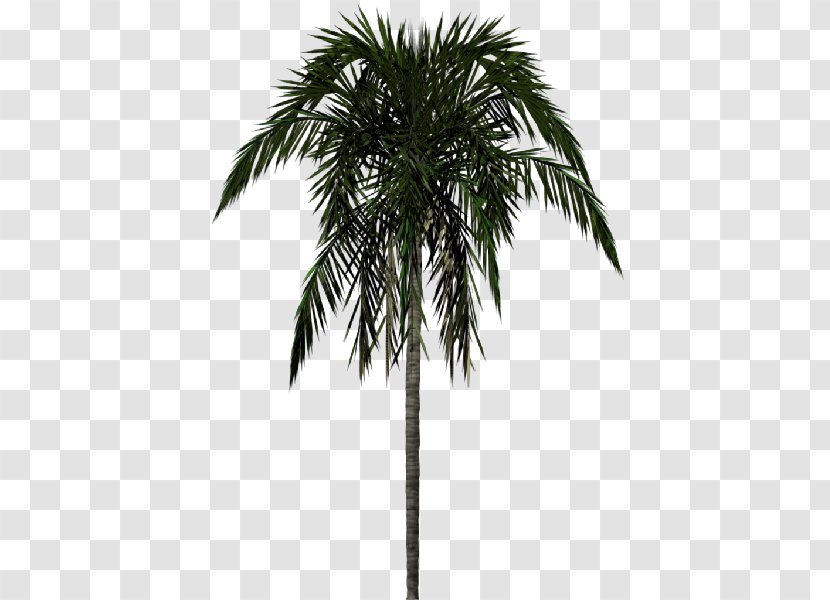 Arecaceae Clip Art - Areca Nut - Jungle Trees Transparent PNG