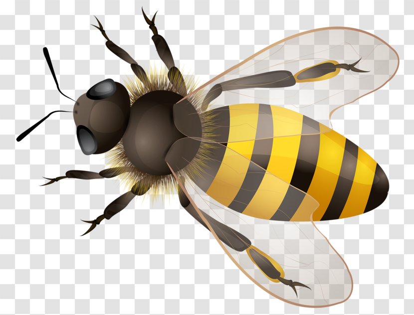 Honey Bee Maya - Wing Transparent PNG