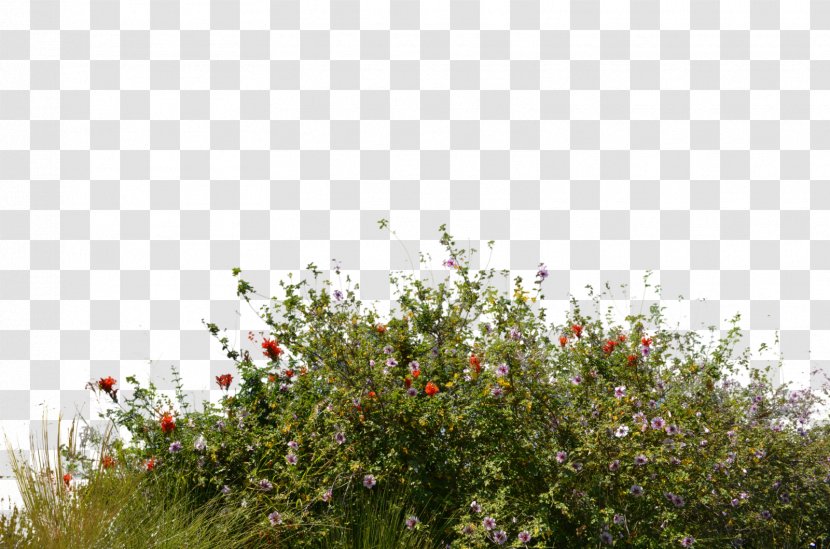 Shrub Wildflower - Grass - Landscape Transparent PNG