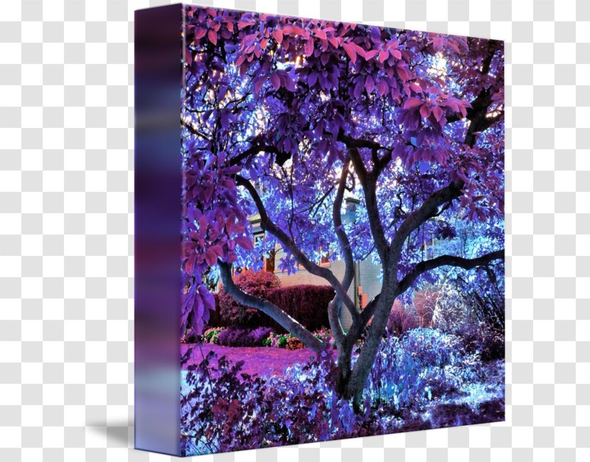 Tree Branch Forest Art Imagekind - Modern Transparent PNG