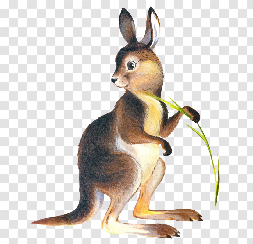 Kangaroo Drawing Marsupial Clip Art - Tail Transparent PNG